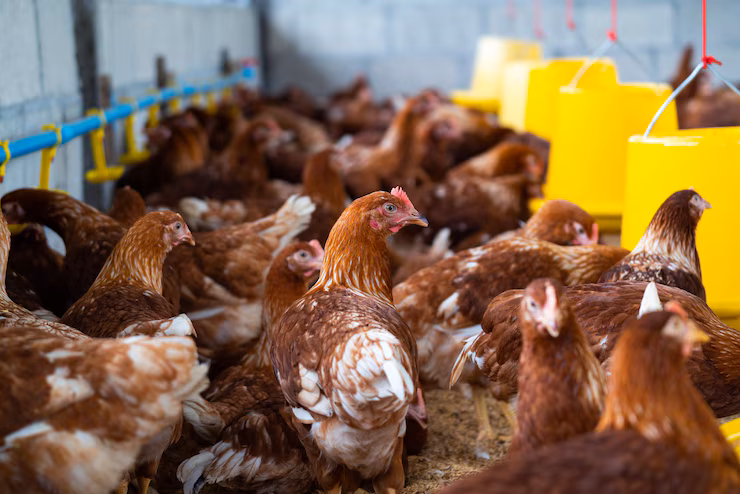 Poulets de Qualité
